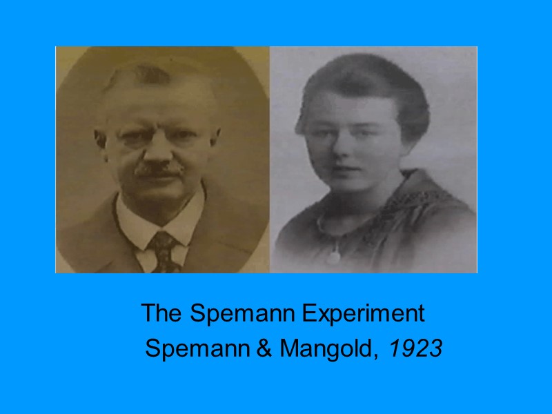 The Spemann Experiment Spemann & Mangold, 1923 The Spemann Experiment Spemann & Mangold, 1923